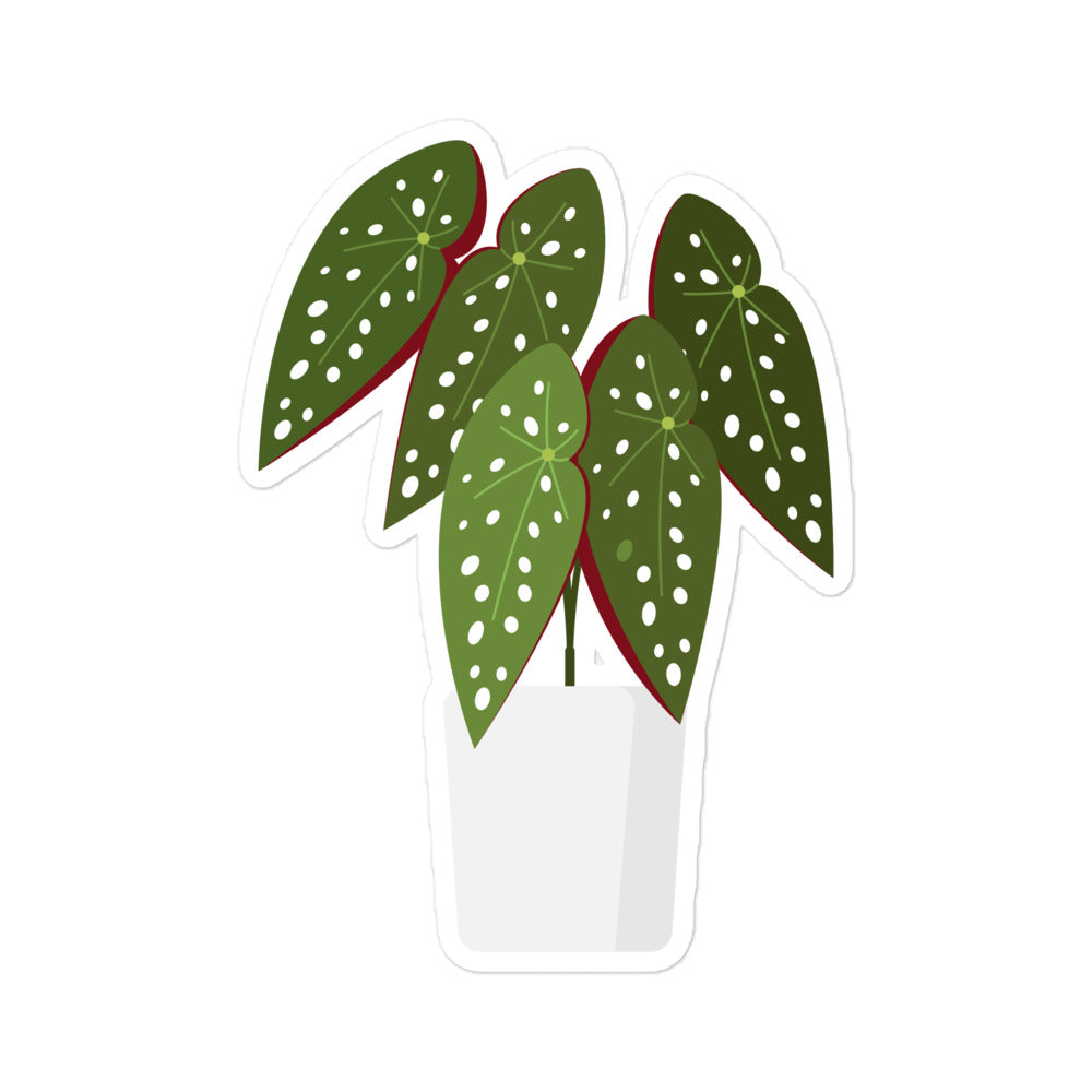 Begonia Maculata Bubble-free stickers